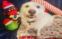 Mixed Breed dogs for adoption: Poppy Popz in Barrow-upon-Humber - Image 33