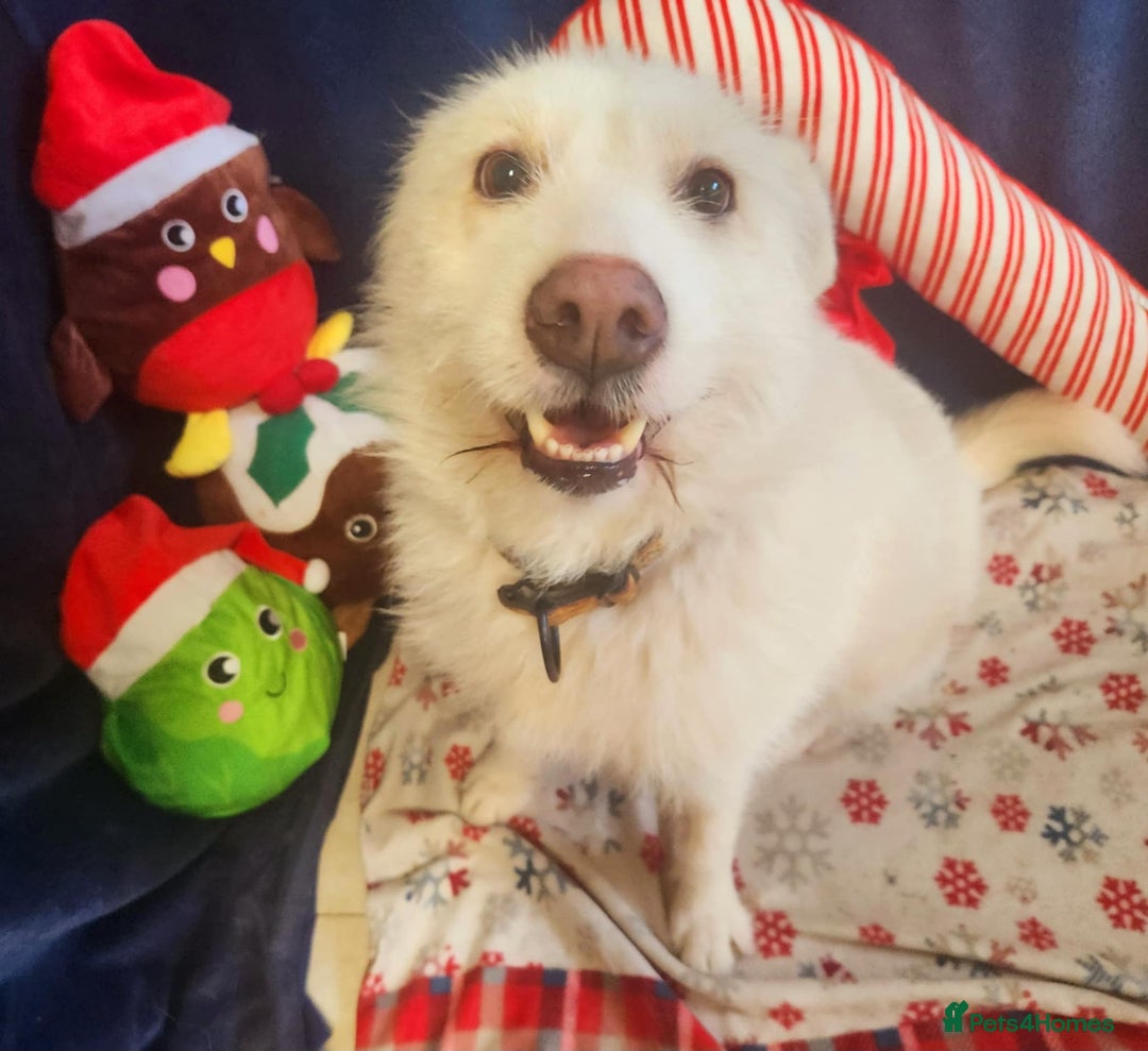 Mixed Breed dogs for adoption: Poppy Popz in Barrow-upon-Humber - Image 33