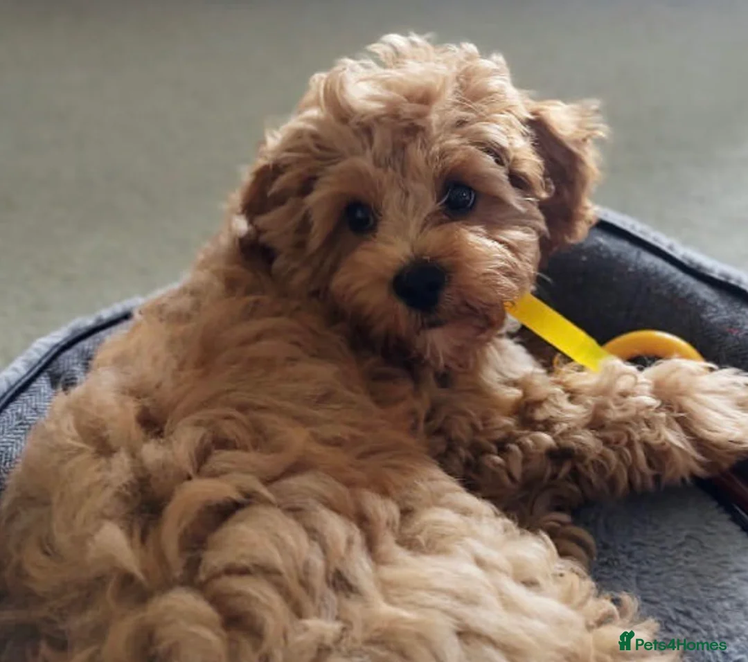 Cavapoo dogs for stud: Proven stunning Cavapoo available for stud  in Leeds - Advert 4