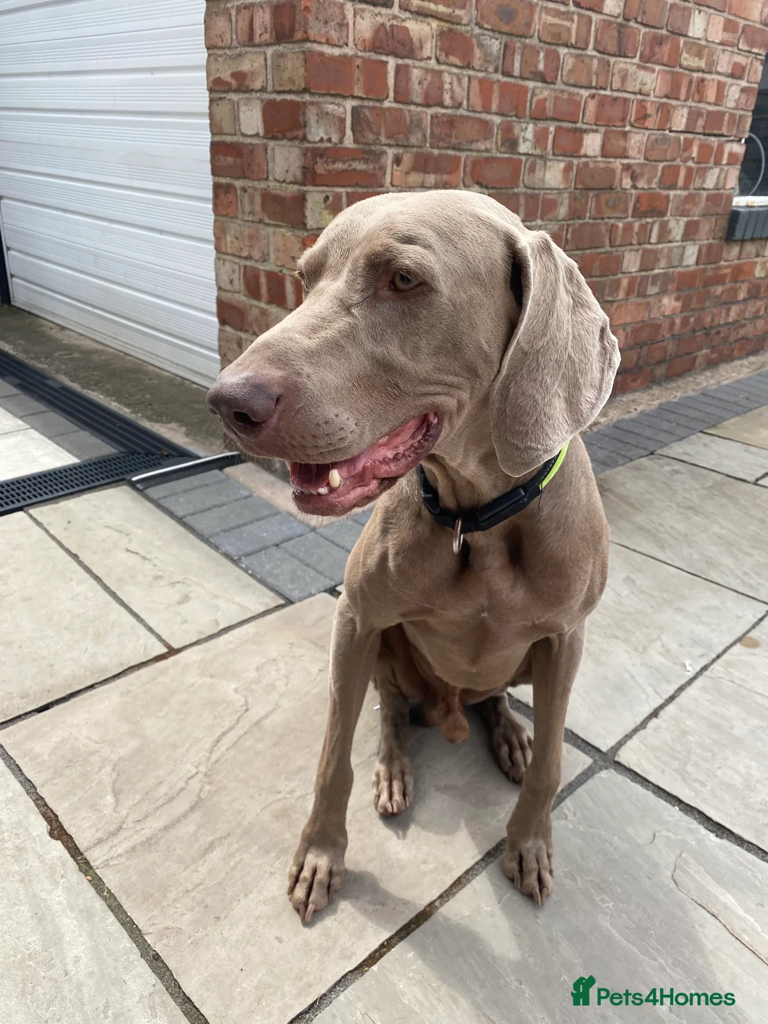 Weimaraner dogs for stud: KING KAISER in Manchester - Advert 8