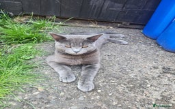 Mixed Breed cats for sale: British Shorthair mixed - Image 4