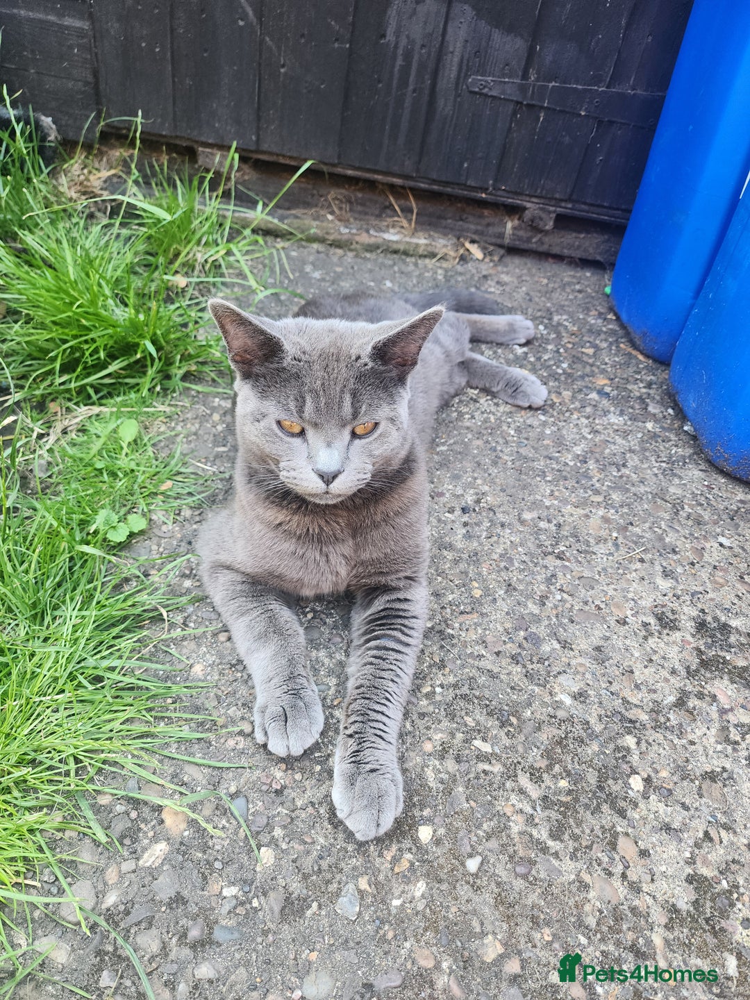Mixed Breed cats for sale: British Shorthair mixed - Image 4