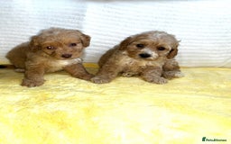 Standard Poodle dogs for sale: Ready to leave standard poodles  - Image 2