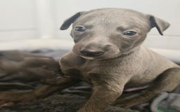 Whippet dogs for sale: KC Registered Blue Laguna Whippets - Image 20