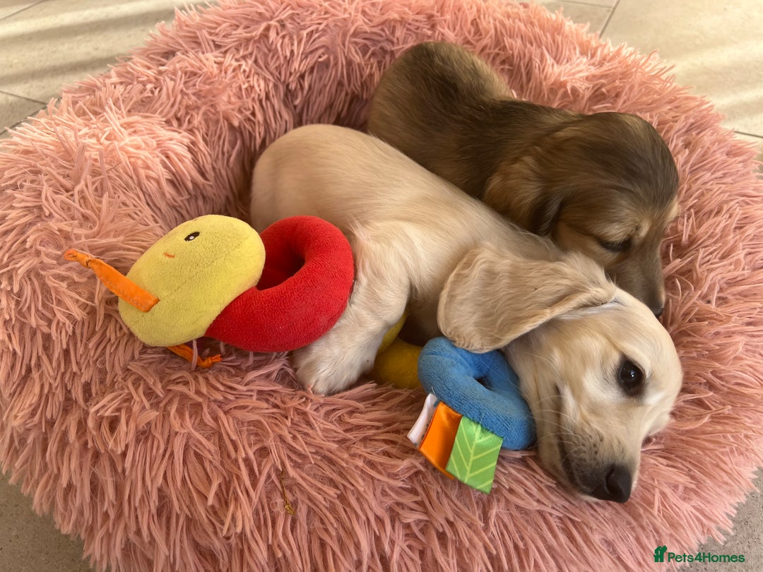 Miniature Dachshund dogs for sale: **KC REG Miniature long haired dachshund puppies** - Image 6