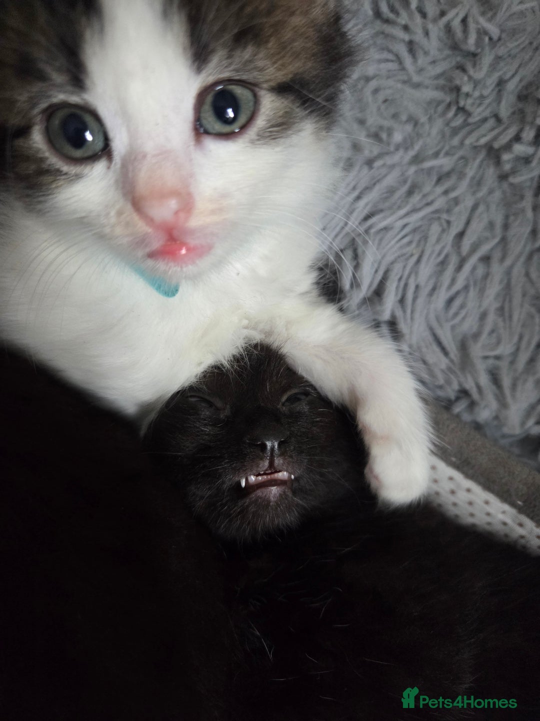 Mixed Breed cats for sale: Kittens ready now - Image 5