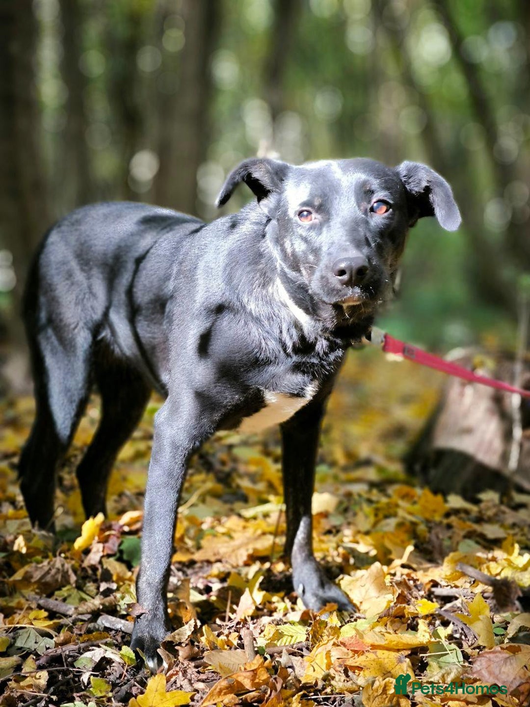 Mixed Breed dogs for adoption: 💖🐶 BLACKY 🐶💖 - Advert 28