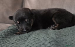 Shepsky dogs for sale: German shepherd x husky puppies - Image 36