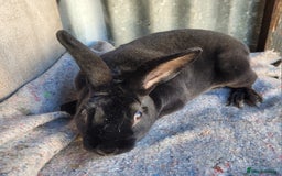 Rex rabbits for sale: 1 x blue rex buck, 3 x rex does - 6 months old - Image 11