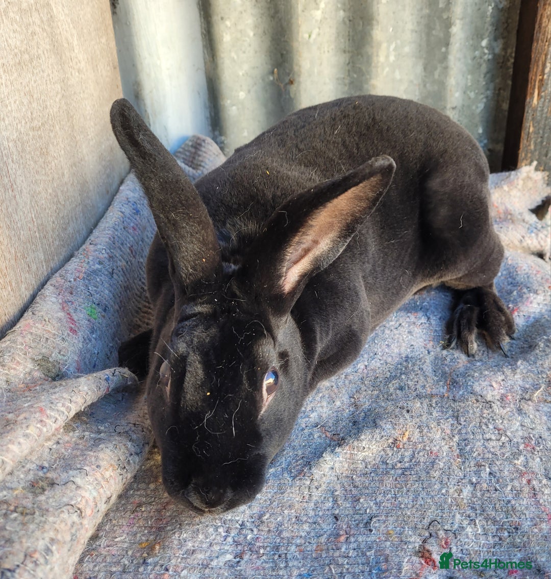 Rex rabbits for sale: 1 x blue rex buck, 3 x rex does - 6 months old - Image 11
