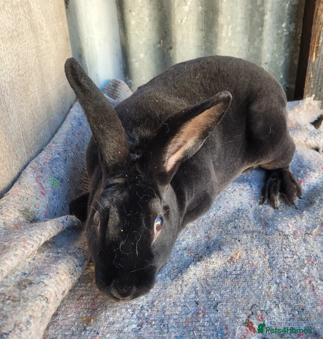 Rex rabbits for sale:  3 x rex does - 6 months old - Advert 8