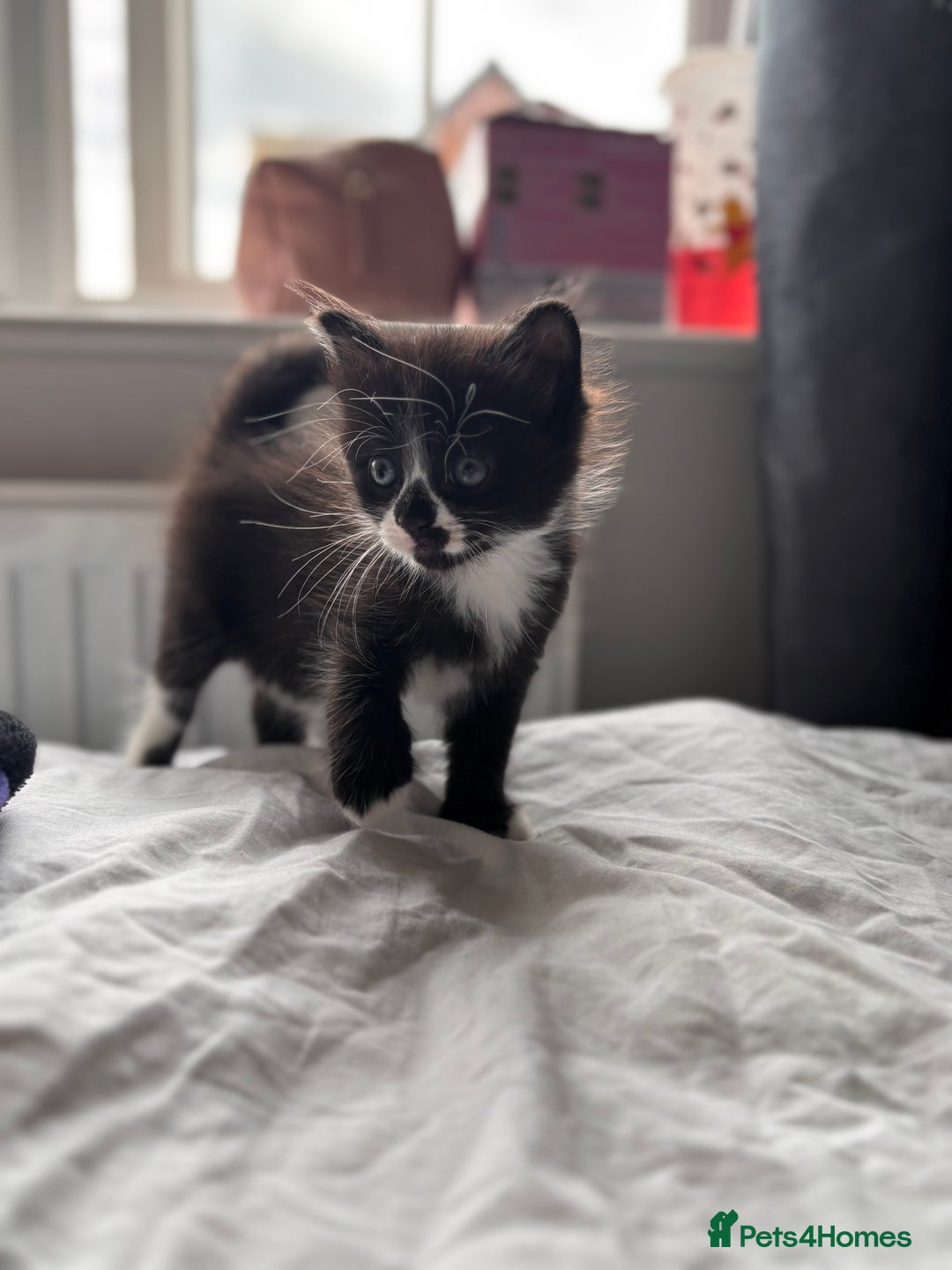 Maine Coon cats for sale: Maine coon x calico - Image 8