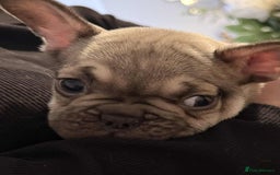 French Bulldog dogs for sale: pupis - Image 6