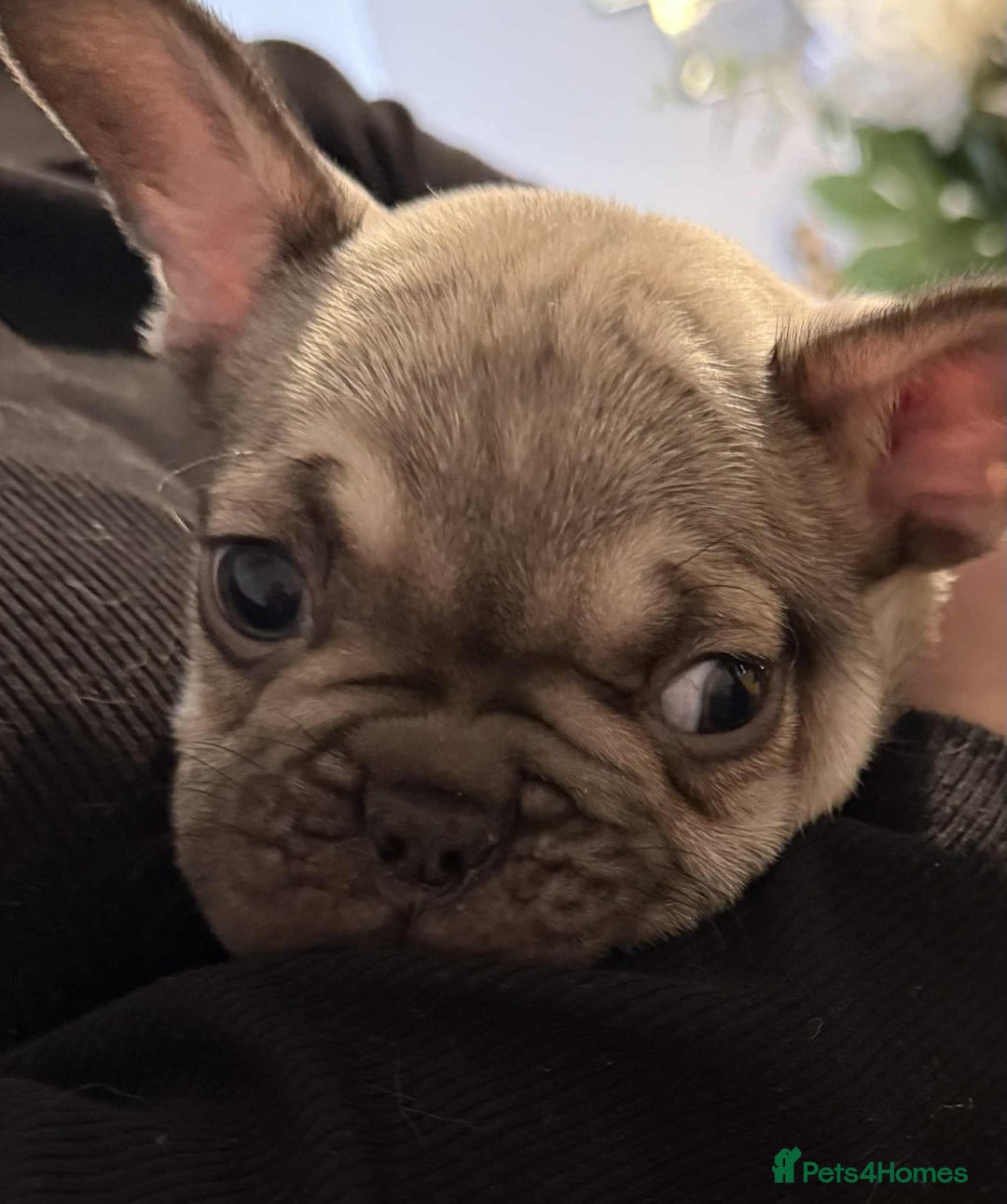 French Bulldog dogs for sale: pupis - Image 6