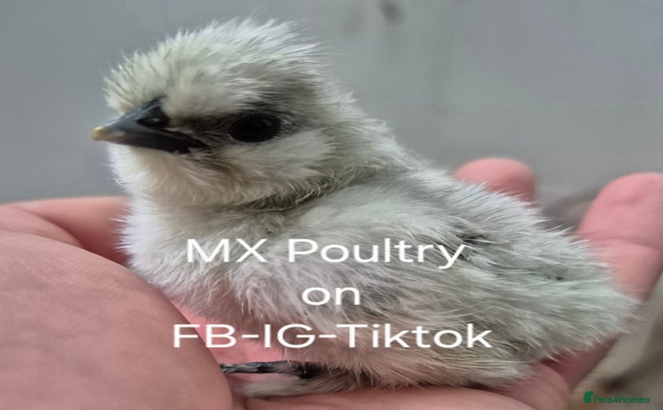 Chickens poultry - Advert 12