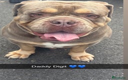 Olde English Bulldogge dogs for sale: Stunning Litter of OldTyme English Bulldogge!!💖💙 - Image 9