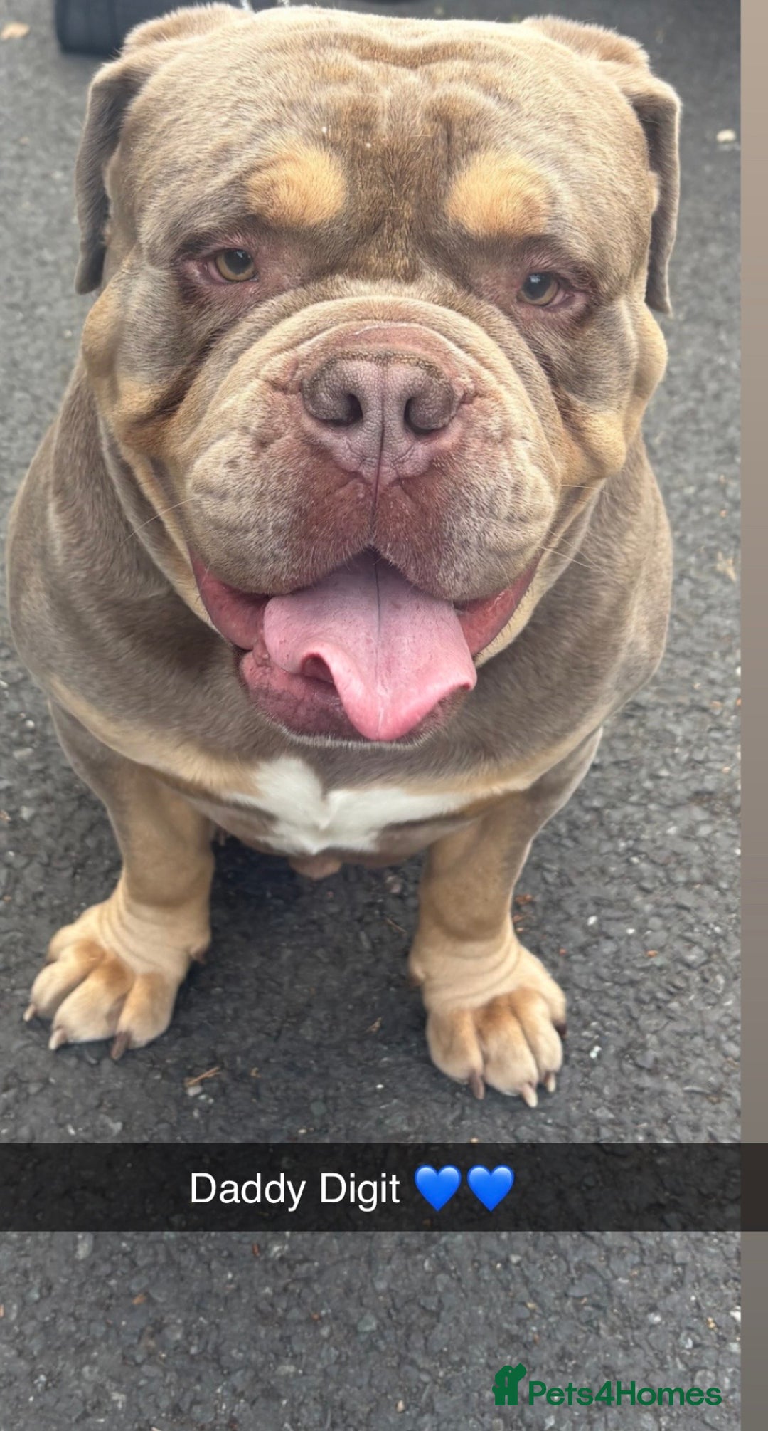 Olde English Bulldogge dogs for sale: Stunning Litter of OldTyme English Bulldogge!!💖💙 - Image 9