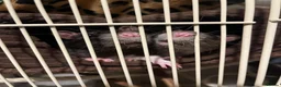 Rat rodents for sale: Rats for rehoming in Wolverhampton - Advert 3