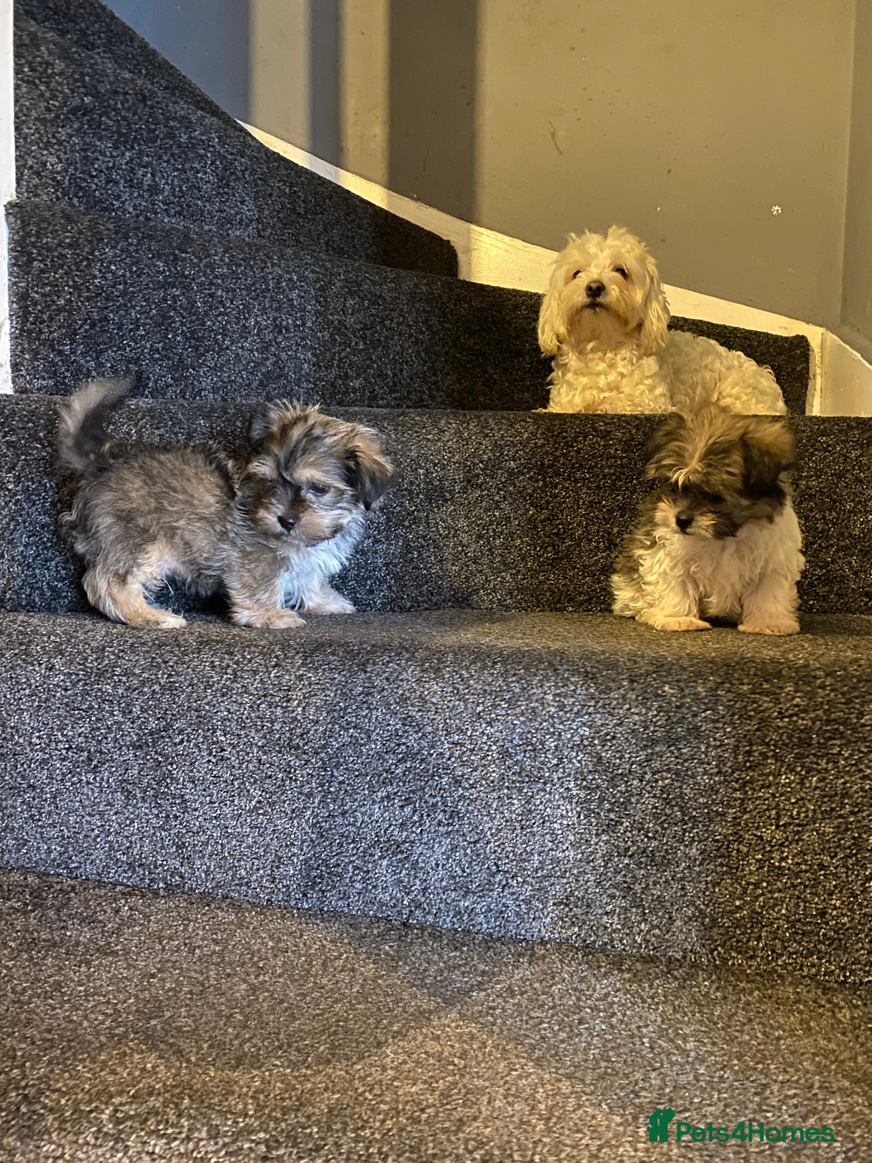 Maltipoo dogs Beautiful litter of maltipoo puppies - Advert 1