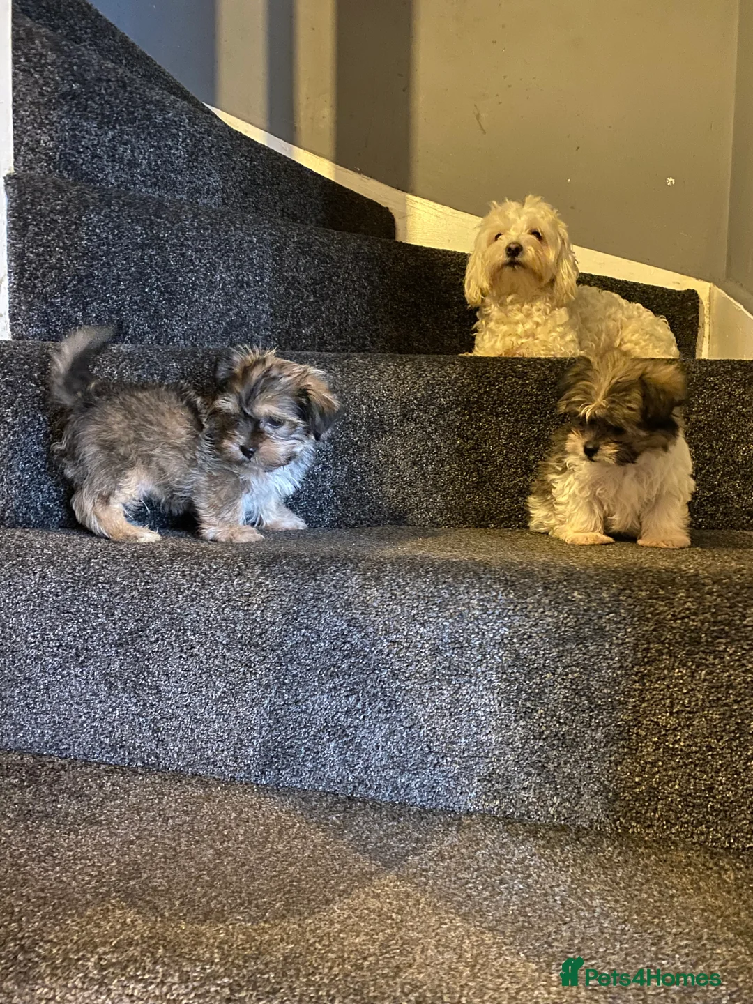 Maltipoo dogs for sale: Beautiful litter of maltipoo puppies - Advert 1