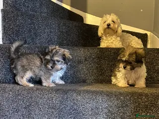 Maltipoo dogs Beautiful litter of maltipoo puppies - Advert 6