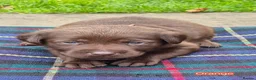 Labrador Retriever dogs for sale: Exceptional KC Reg Chocolate Labrador Puppies  - Advert 4