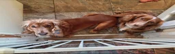 Cocker Spaniel dogs for stud: Working Cocker Spaniel For Stud - Advert 2