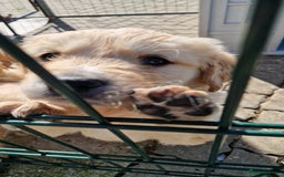Golden Retriever dogs for sale: Golden retriever pups - Image 10