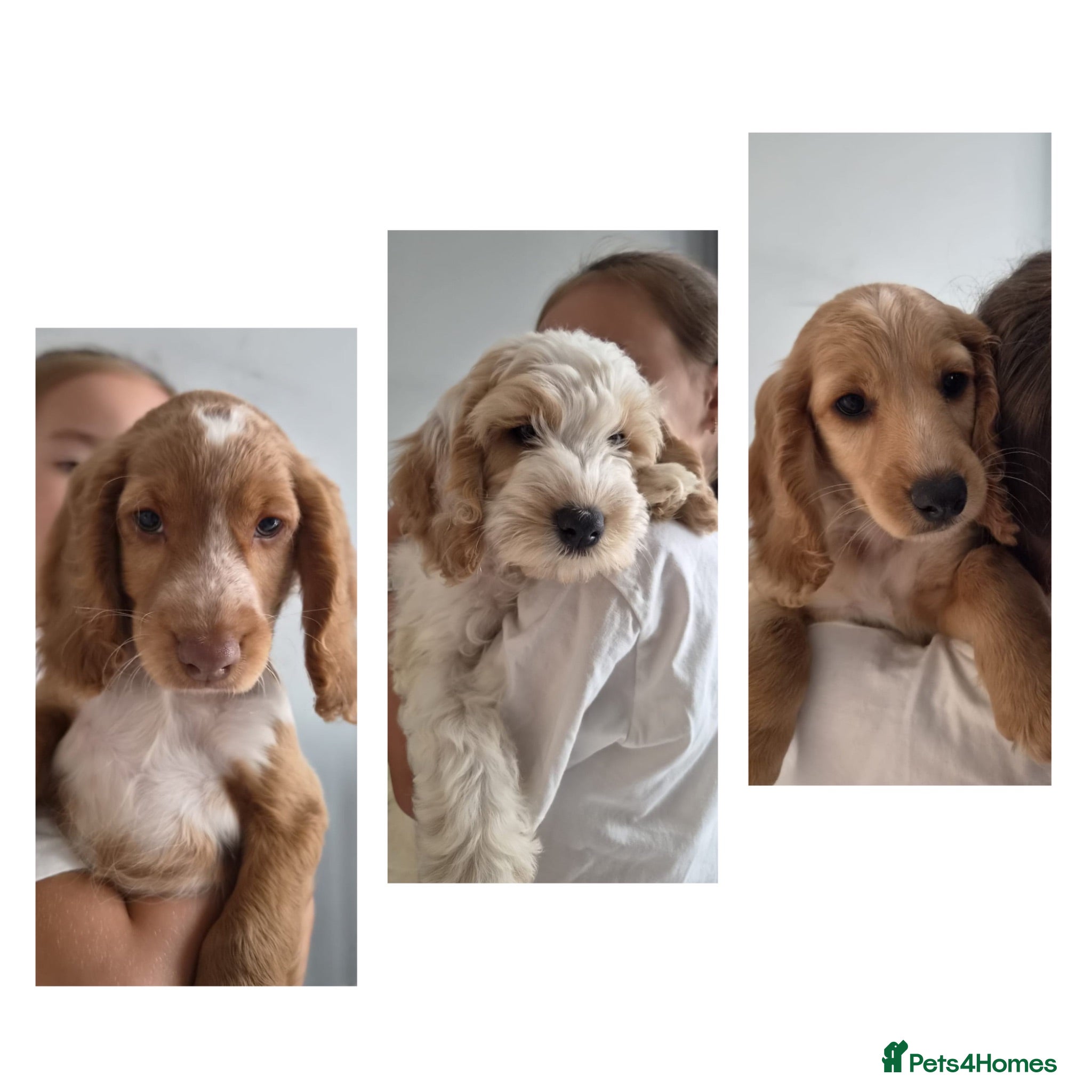 Cockapoo dogs 8 beautiful Cockapoos - Advert 16