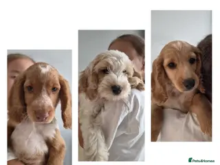 Cockapoo dogs 8 beautiful Cockapoos - Advert 16