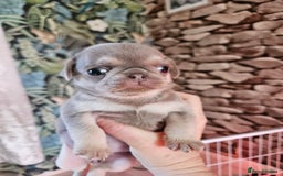 Pug dogs for sale: Lilac and tan - Advert 4