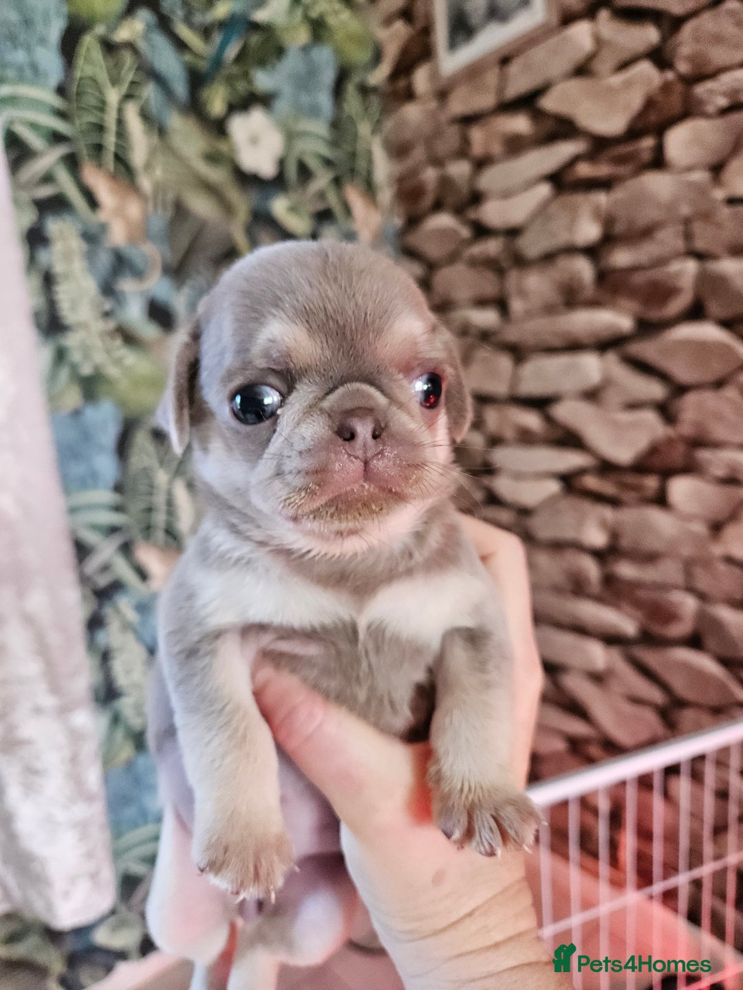 Pug dogs for sale: Lilac and tan - Advert 4