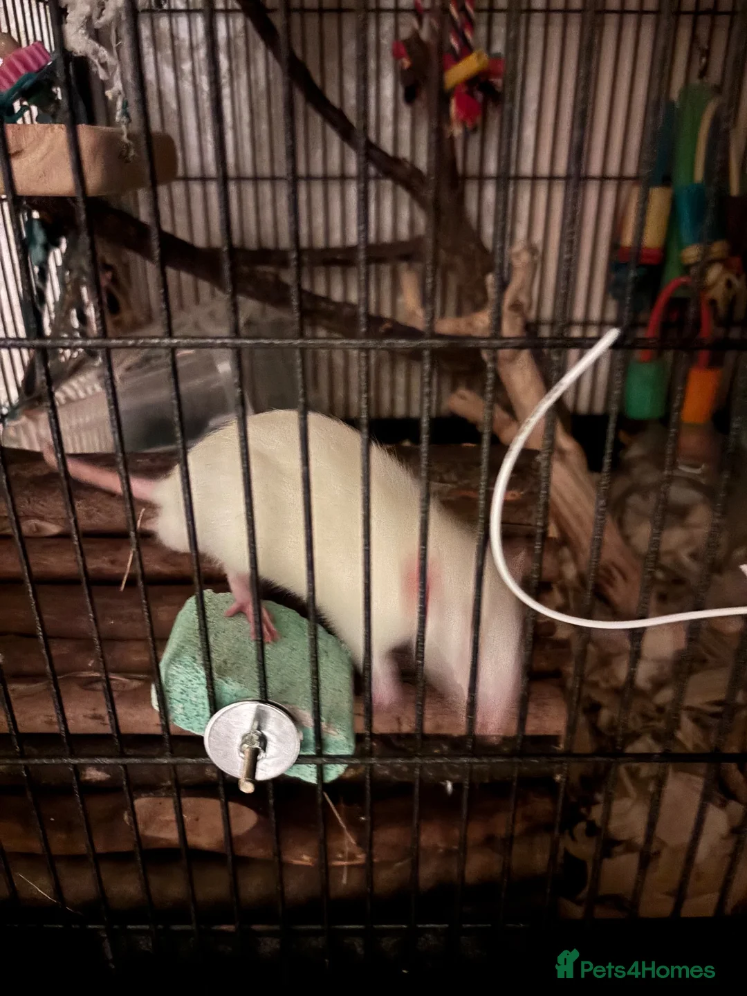Rat rodents for sale: 2 male rats - Advert 6