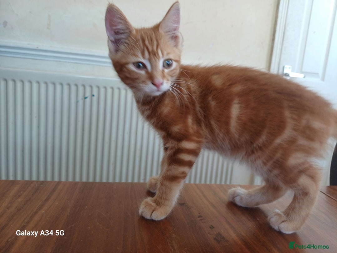 Mixed Breed cats for sale: 4 stunning kittens looking for their forever home. - Image 16