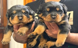 Rottweiler dogs for sale: BEAUTIFUL ROTTWEILER PUPPIES FULL KC SHOW QUALITY  - Advert 2