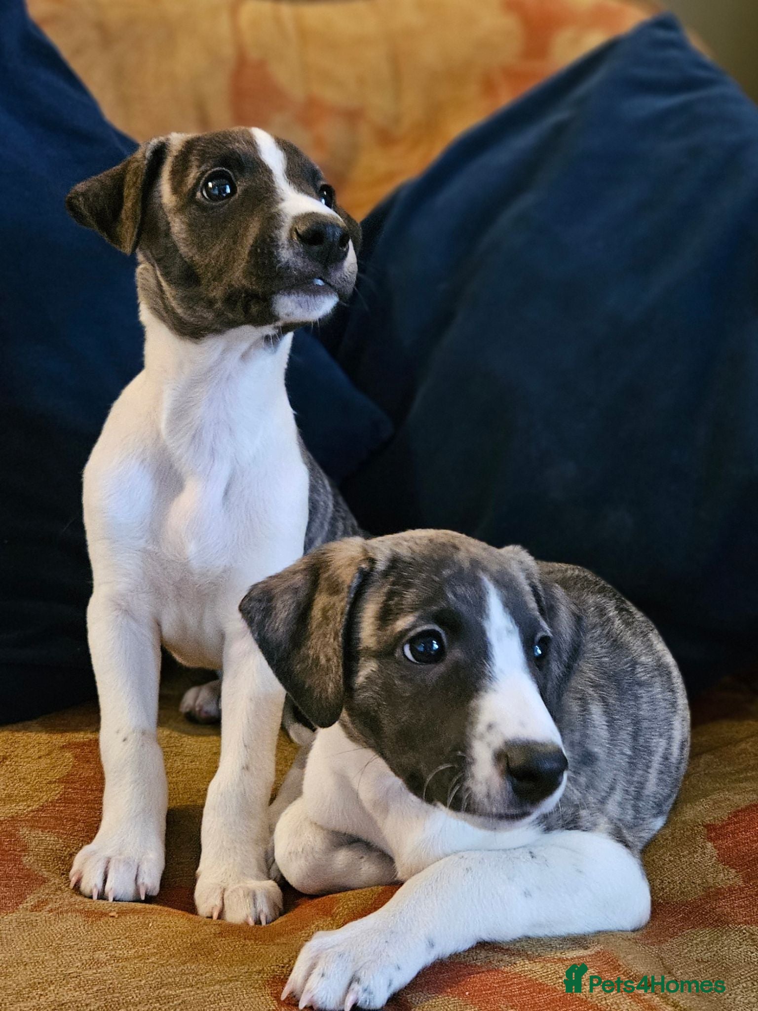 Whippet dogs KC Registered Whippet puppies - Advert 2