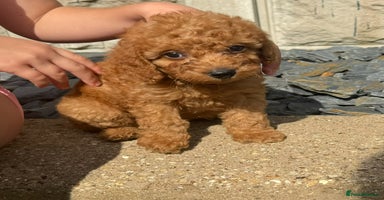 Cockapoo dogs - Advert 4