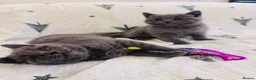 British Shorthair cats for sale: British Shorthair Kitten  - Advert 5
