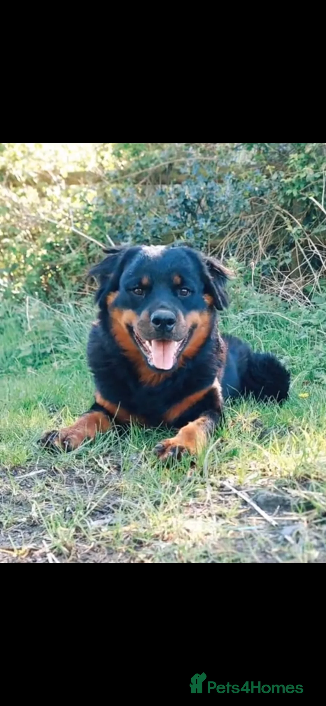 Rottweiler dogs for sale: Fluffy rottweiler  - Advert 2