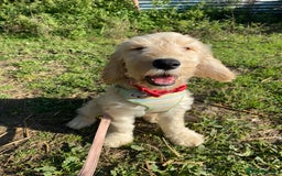 Cockapoo dogs for sale: Beautiful cockadoodle female puppy  - Image 7