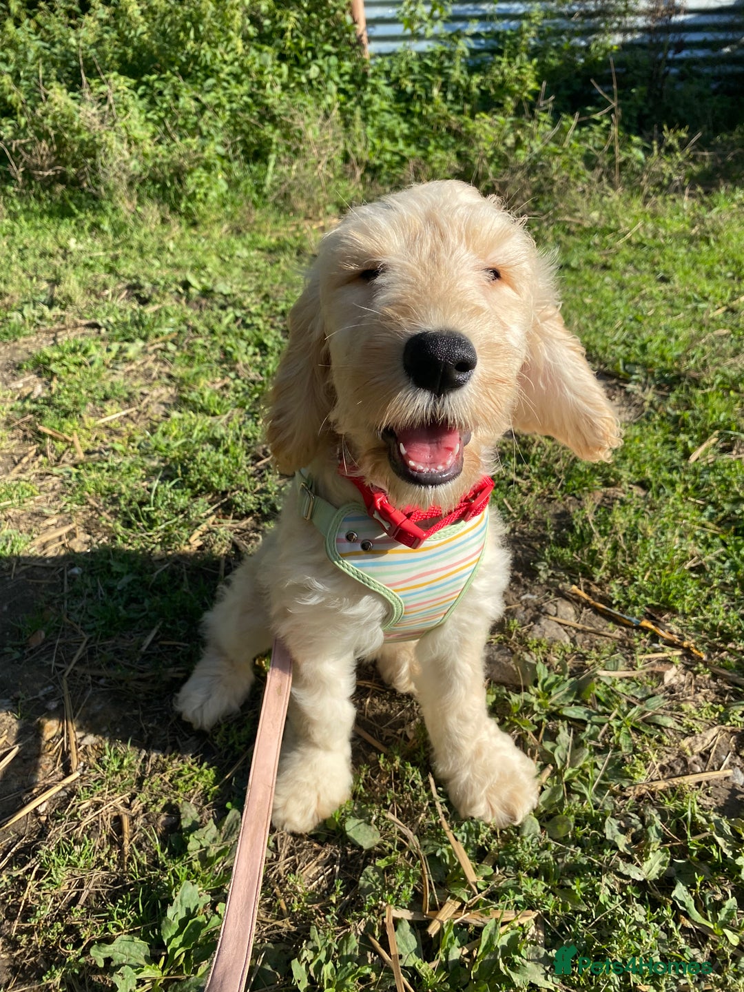Cockapoo dogs for sale: Beautiful cockadoodle female puppy  - Image 7