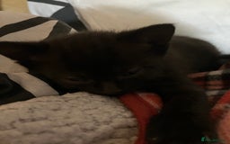 Mixed Breed cats for sale: 2 x Beautiful Kittens  - Image 5