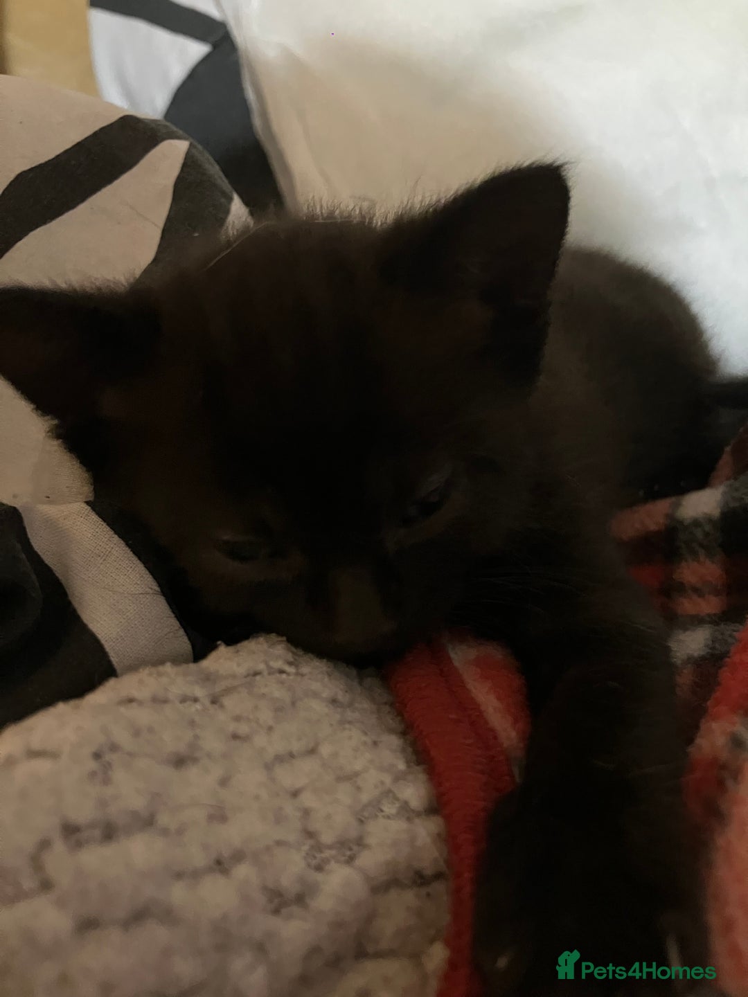 Mixed Breed cats for sale: 2 x Beautiful Kittens  - Image 5