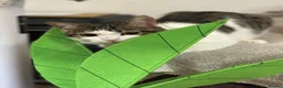 Domestic Shorthair cats for sale: 3 little sweet boys great for those with children  - Advert 1
