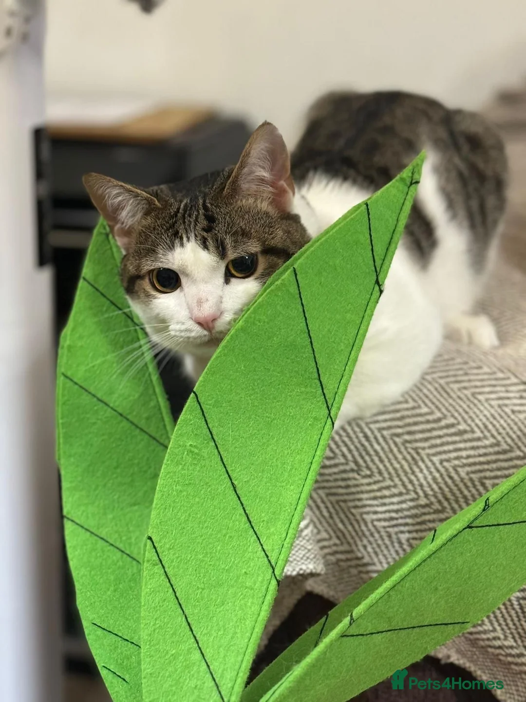 Domestic Shorthair cats for sale: 3 little sweet boys great for those with children  - Advert 1