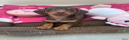 Miniature Dachshund dogs for sale: Mini dachshund girl 🎀 in Woodhall Spa - Advert 4