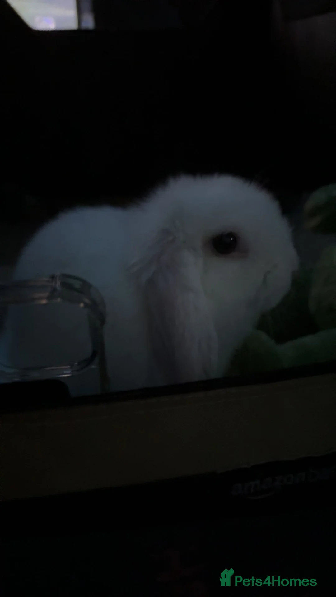 English rabbits for sale:  Beautiful soft white rabbit requires new home - Advert 4