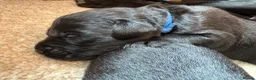 Labrador Retriever dogs for sale: KC Registered Black Working Labradors. - Advert 3