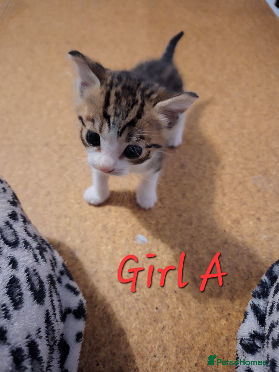 Mixed Breed cats for sale: 1/4 bengal x Britain short hair tabby kittens - Advert 8
