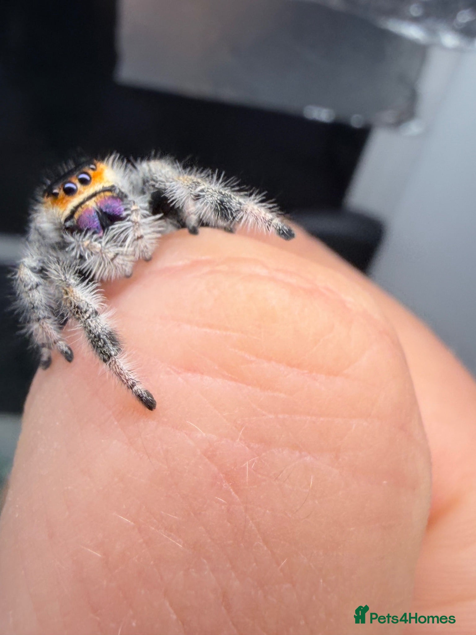 Spiders invertebrates Phidippus Regius-Soroa Wholesale x5 - Advert 1
